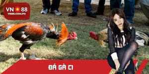 Đá Gà C1 Tại VN88 - Đấu Trường Quy Tụ Các Chiến Kê Xuất Sắc