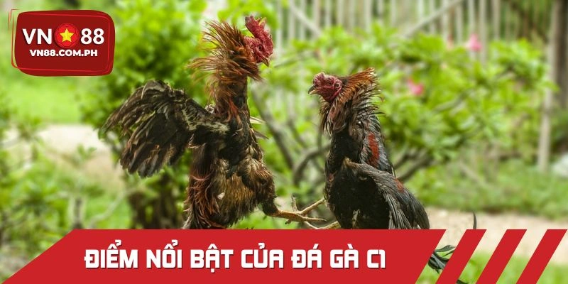 Điểm nổi bật của hình thức đấu chiến kê C1