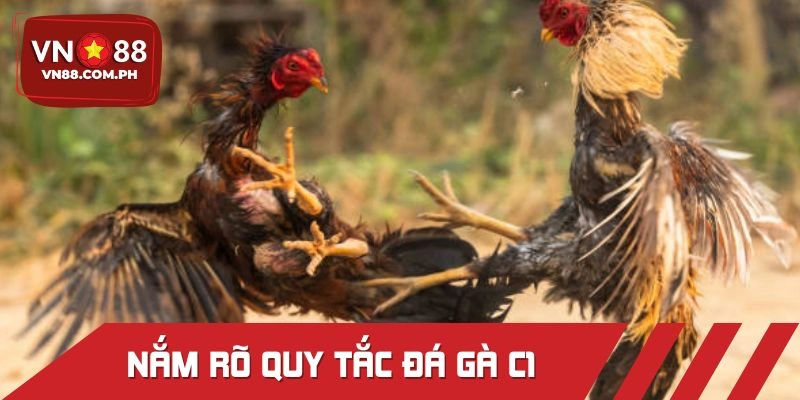 Luật chinh phục đá gà C1 cơ bản cho người mới