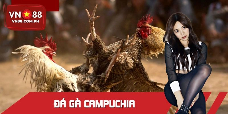 Đá Gà Campuchia Tại VN88 - Hệ Thống Kèo Phong Phú
