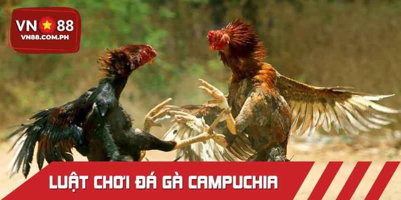 Luật chinh phục đấu chiến kê Campuchia cơ bản