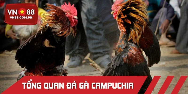 Tổng quan về đấu chiến kê Campuchia