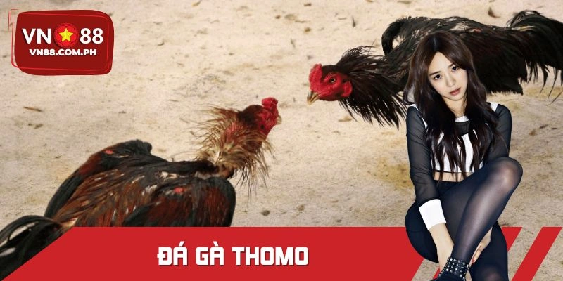 Đá Gà Thomo Tại VN88 - Hoà Mình Vào Không Gian Rực Lửa