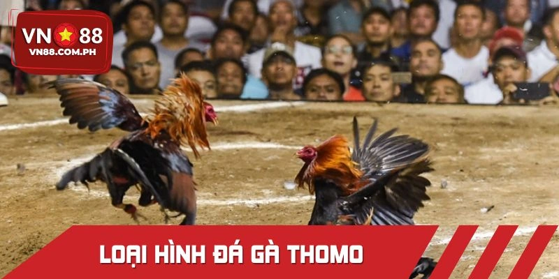 Các hình thức đấu chiến kê thịnh hành hiện nay