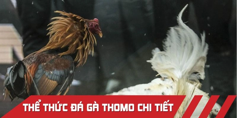 Thể thức tham gia đá gà Thomo cơ bản