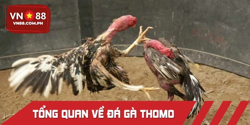 Khái quát sơ lược về hình thức đấu chiến kê Thomo