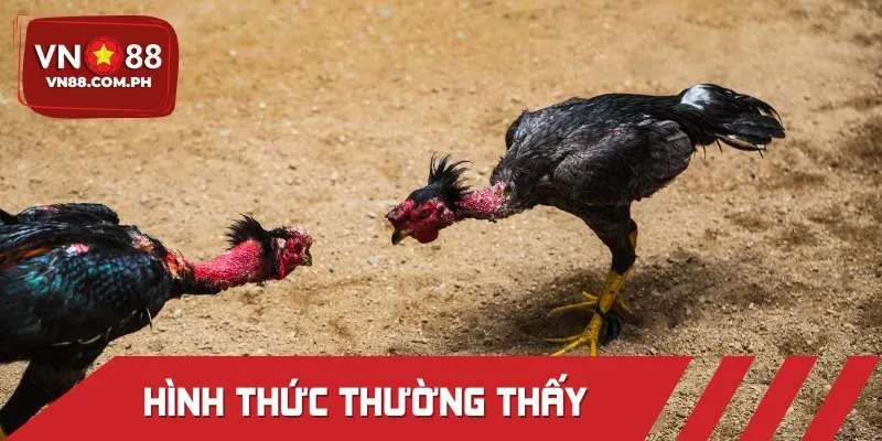 Những hình thức đá gà Thomo nổi tiếng được yêu thích trong 2025