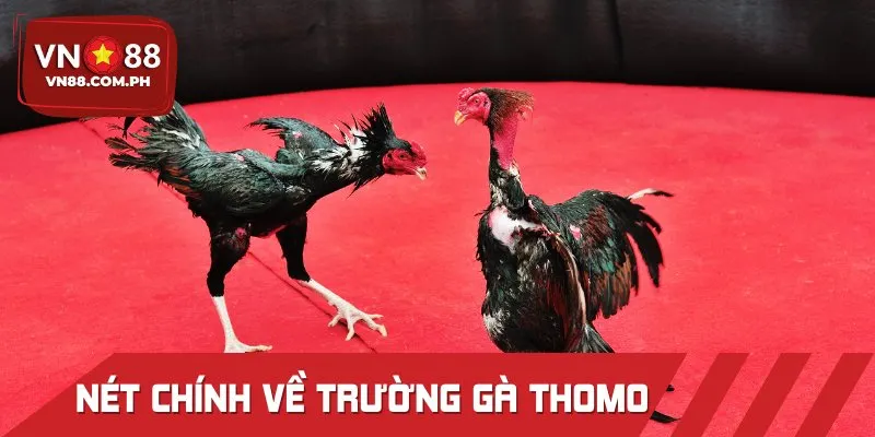 Khái quát cơ bản nhất về trường gà Thomo cho ai mới tìm hiểu