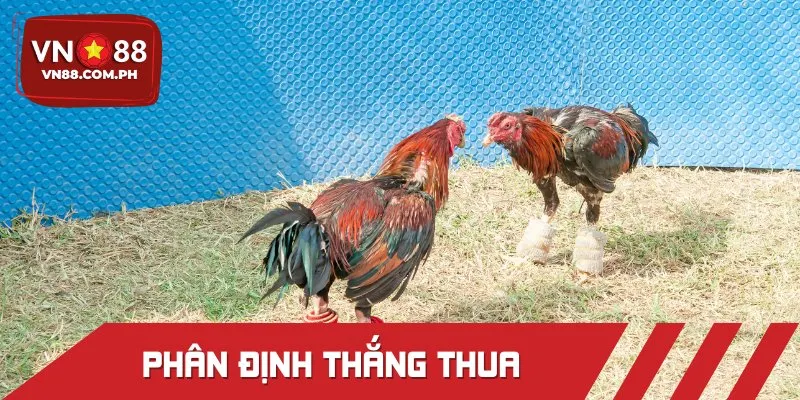 Tổng hợp chi tiết luật của trường gà Thomo